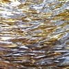 GOLD-GÜMÜŞ